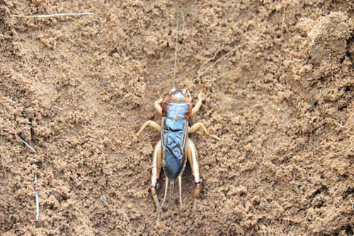 Thông thường, dế cơm chỉ ở những nơi có đất gò, cao, đặc biệt là đất giồng cát. Chúng cũng làm hang nhiều trong các nương rẫy, trên cánh đồng và lô cao su. Ảnh thoidai.