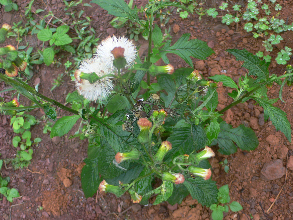  Rau tàu bay là cây thân thảo, ra hoa vào mùa xuân và mùa hè. Tuy gọi là rau nhưng thực tế đây là một loại cỏ dại. Ảnh wikimedia.