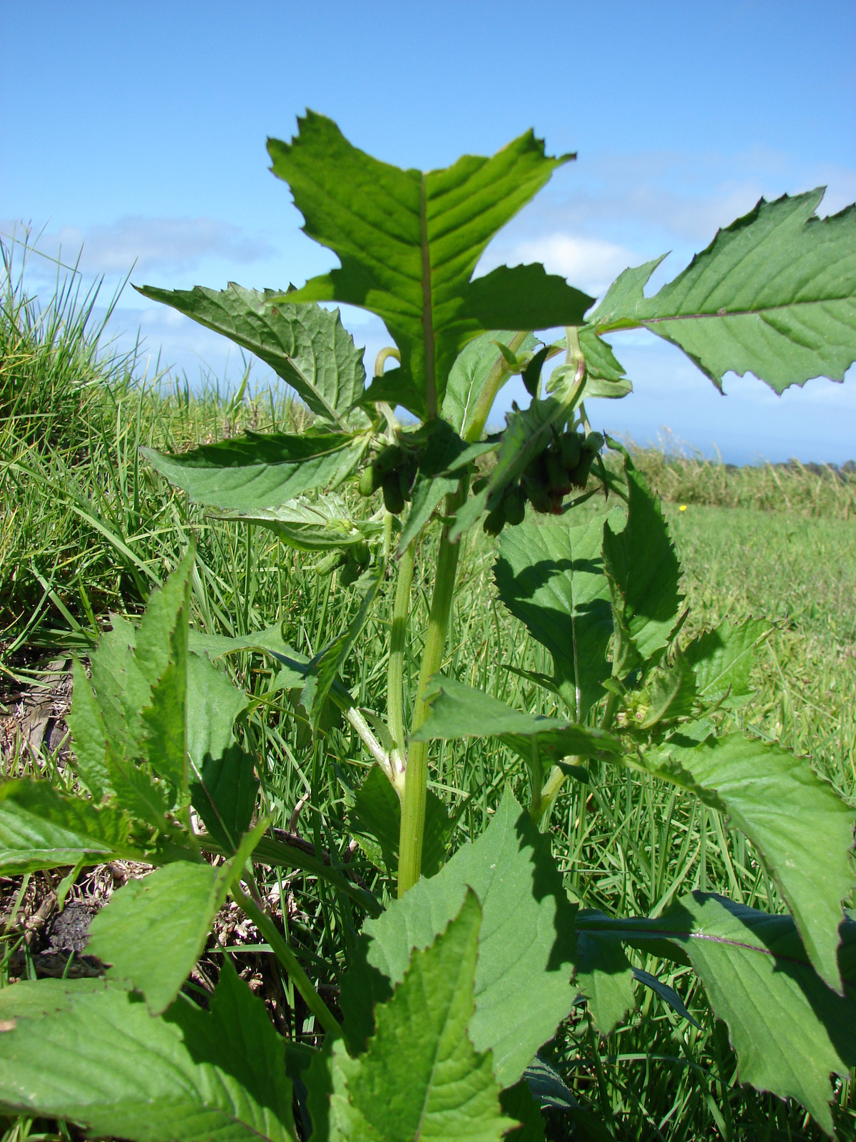 Rau tàu bay có tên gọi như vậy là do khi có gió thổi, các nhụy hoa khô mang hạt bay uốn lượn trong gió để khuếch tán đi. Ảnh wikimedia.