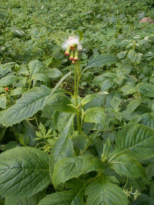 Rau tàu bay còn được dùng làm thuốc trị cảm sốt, kích thích tiêu hóa, nhuận tràng, phòng chống côn trùng, rắn rết cắn... Ảnh berkeley.