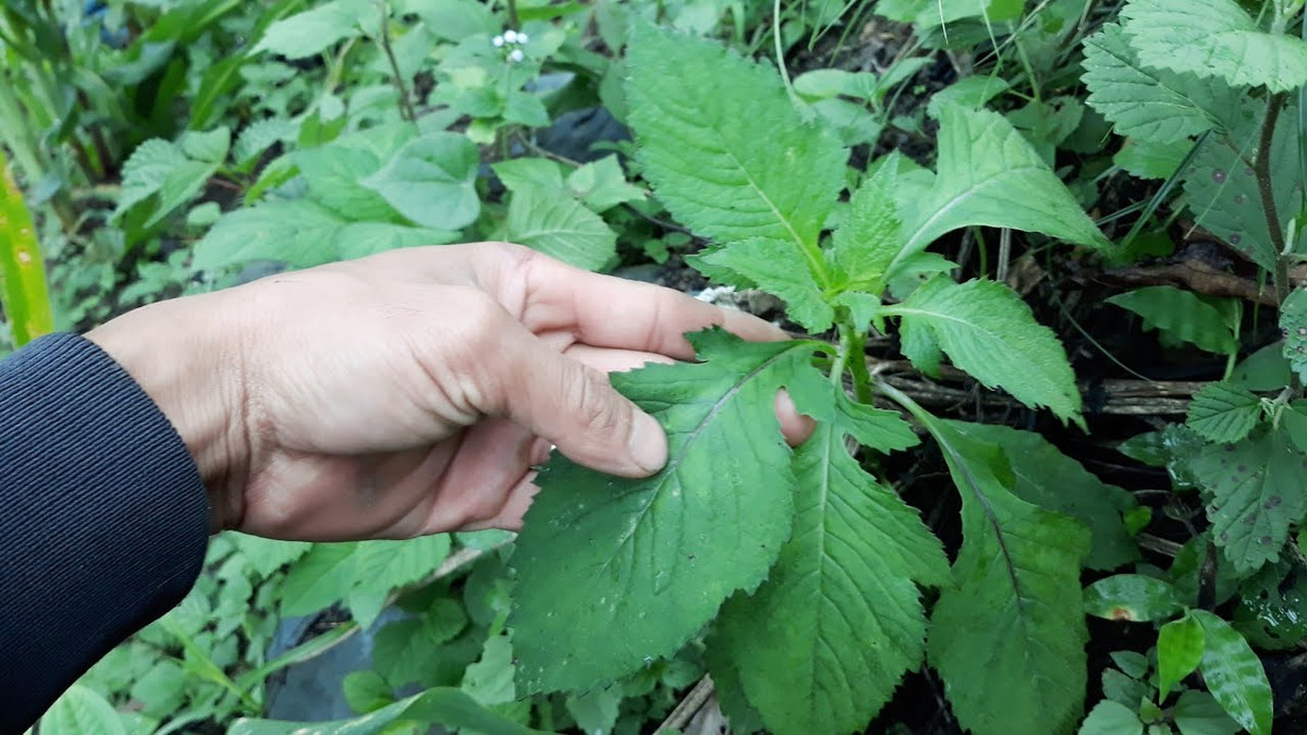 Mặc dù ăn được nhưng rau tàu bay được sử dụng làm thực phẩm hạn chế do có nguồn gốc hoang dại, mùi hắc. Ảnh ytimg.