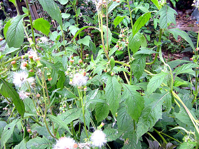 Rau tàu bay phân bố ở các vùng có khí hậu nhiệt đới như châu Á, châu Phi, các đảo ở Đông Nam Địa Trung Hải, quần đảo Cook, các đảo ở Thái Bình Dương, bang Florida và ở Hawaii (Mỹ). Ảnh blogspot.