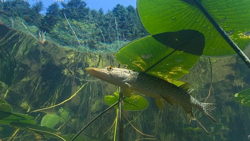 Cá chó cái to hơn cá đực. Cá cái sau khi đẻ trứng có thể ăn thịt luôn cá đực vừa thụ tinh cho trứng của chúng xong. Ảnh parstoday.