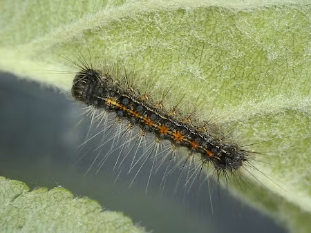 Cùng với trai ngựa vằn, cá đuối gai độc mũi bò hay mối Formosan, sâu róm sồi bị xem là loài có hại, nhất là với cây cảnh và các vườn cây ăn quả. Ảnh ukmoths.