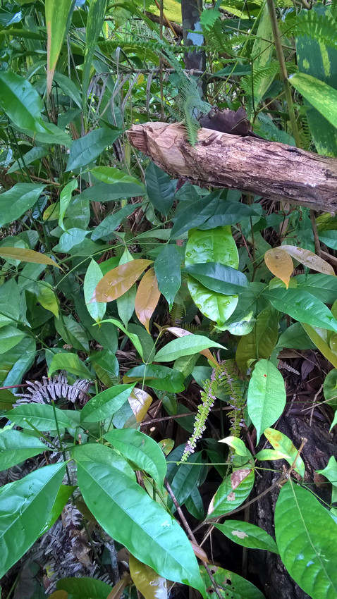 Rau bép mọc quanh năm nhưng ngon nhất là thời điểm sau khoảng 5-6 trận mưa đầu mùa. Ảnh webbnc.