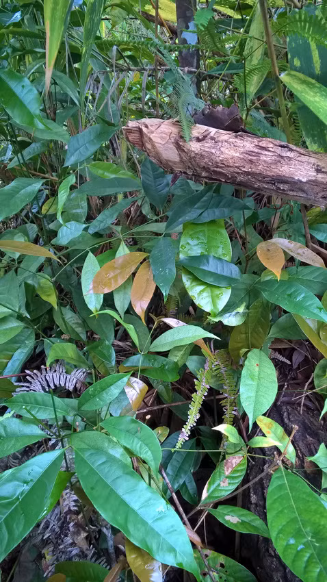 Rau bép mọc quanh năm nhưng ngon nhất là thời điểm sau khoảng 5-6 trận mưa đầu mùa. Ảnh webbnc.