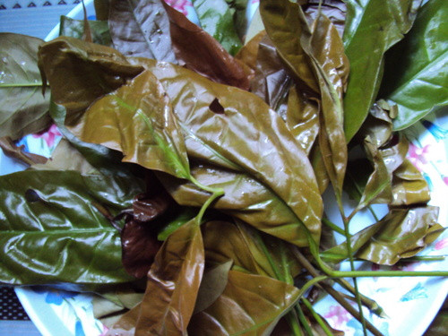 Lá rau bép có hình dáng và kích thước gần giống lá chôm chôm hay lá nhãn. Ảnh vatgia.