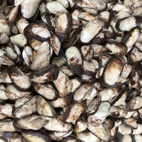 Ở nước ta, sò méo phân bố chủ yếu từ vùng biển miền Trung kéo dài vào miền Nam. Ảnh choquealong.