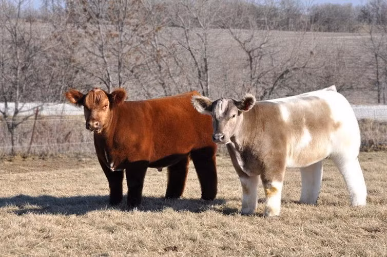 Bò lông mượt được nuôi dưỡng và chăm sóc theo một chế độ đặc biệt tại trang trại Lautner, ở bang Iowa, Mỹ. Ảnh kienthuc.