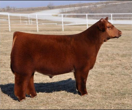 Ky la giong bo hinh vuong, thoat nhin tuong thu nhoi bong “khung“-Hinh-3