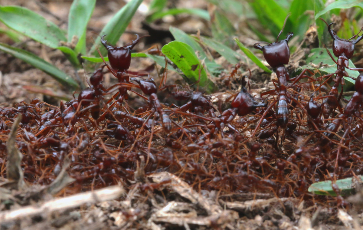 Kiến lái xe rất thông minh. Chúng biết lập kế hoạch trước khi tấn công những tổ mối - thức ăn yêu thích của chúng. Ảnh alexanderwild.