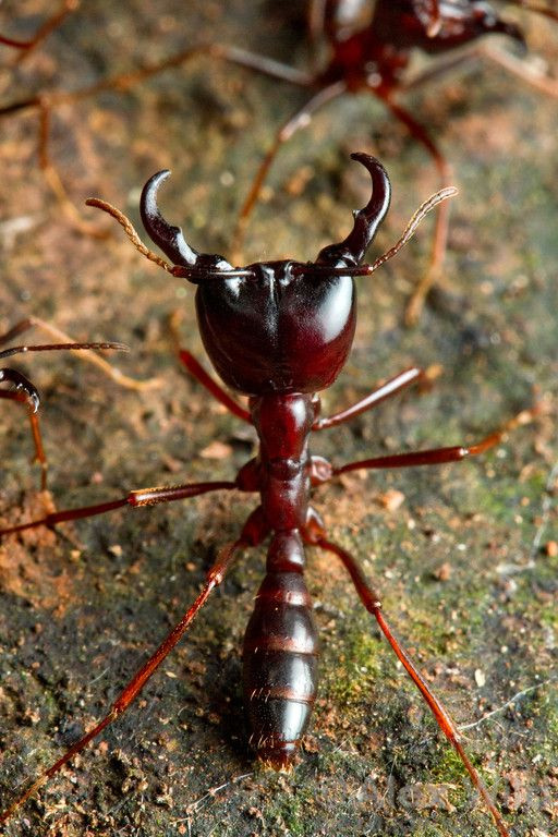 Kiến lái xe từng được biết với vụ giết người và ăn hết thịt chỉ trong 24 giờ. Ảnh ytimg.