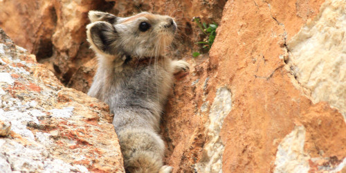 Thỏ ma thuật Ili Pika đang dần tuyệt chủng do biến đổi khí hậu cùng sự xâm lăng của loài người. Ảnh wordpress.