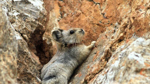 Thỏ ma thuật Ili Pika có chân tay ngắn với đôi tai tròn trông rất dễ thương, có ba sọc nâu đậm màu chạy trên trán và quanh cổ. Ảnh wordpress.