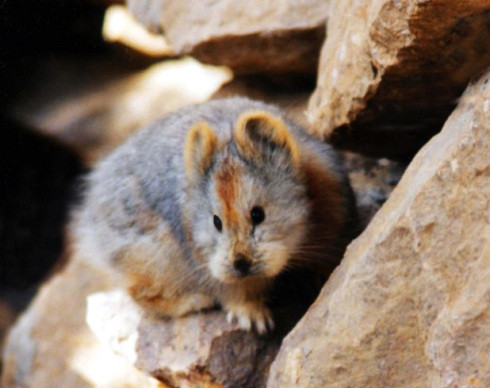 Kẻ thù của thỏ ma thuật Ili Pika là cáo, chồn, chim ăn thịt,... Ảnh wordpress.