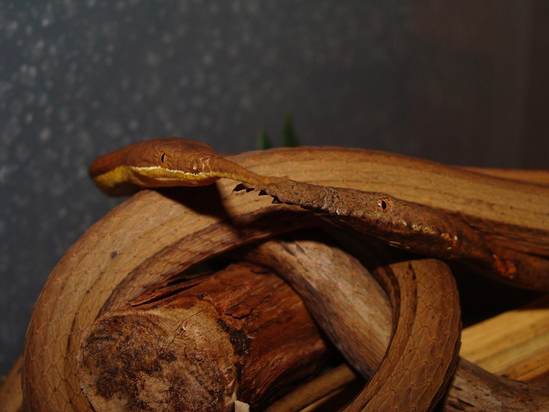 Thức ăn chủ yếu của rắn mũi lá là thằn lằn. Ảnh vforum.