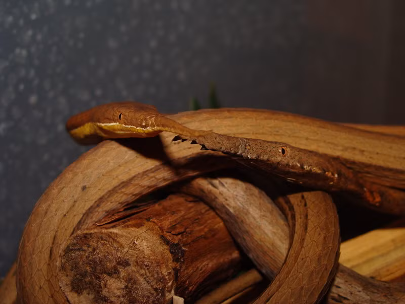 Thức ăn chủ yếu của rắn mũi lá là thằn lằn. Ảnh vforum.