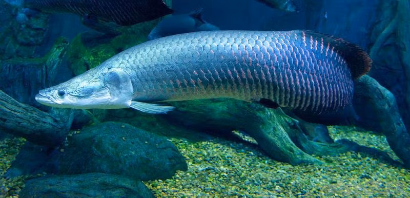 La: Loai ca khong lo, dac biet biet mung ro khi gap chu-Hinh-4