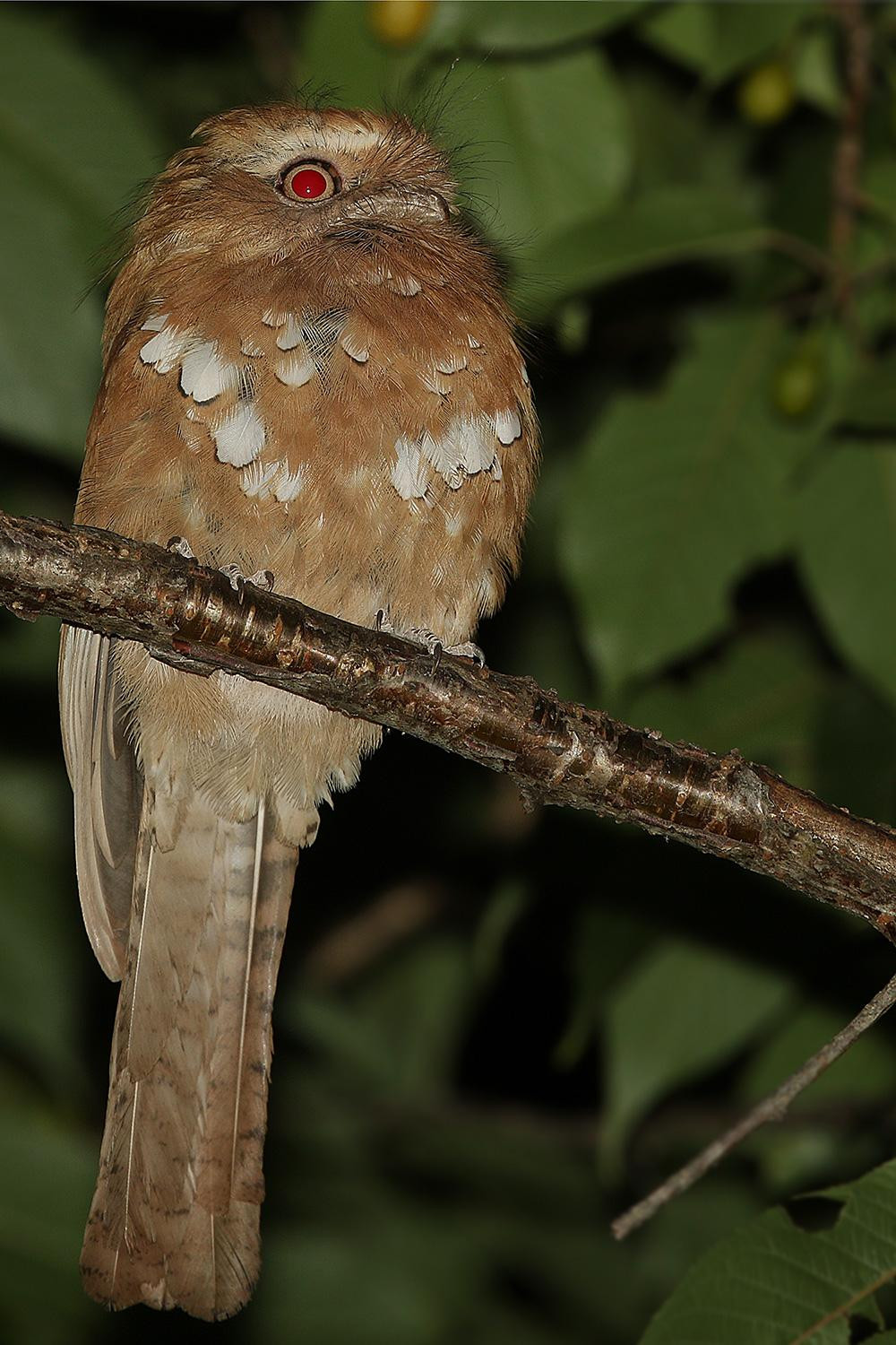 Cú muỗi mỏ quặp thường không làm tổ mà đẻ trứng trong hốc cây hoặc trên những đám lá khô dưới mặt đất. Ảnh hbw.