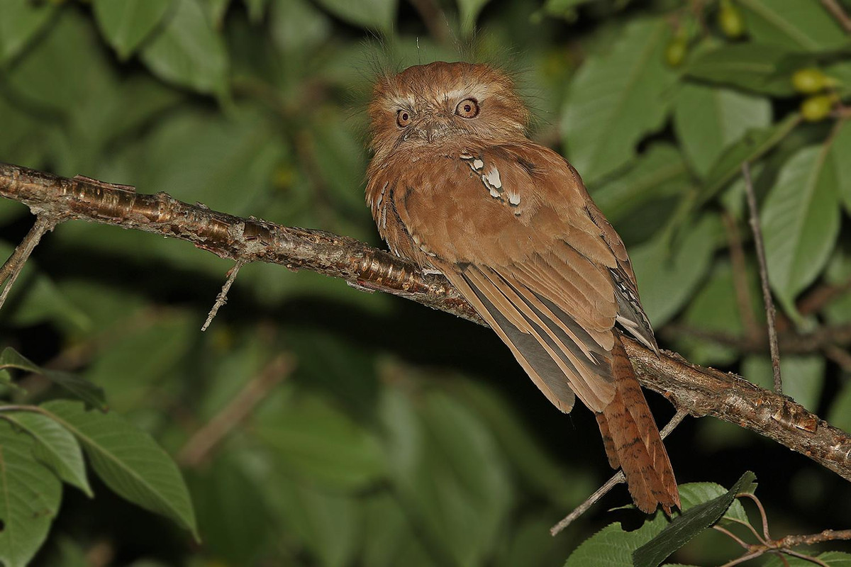 Cú muỗi mỏ quặp đực có mặt lưng hung nâu thẫm có vằn hẹp màu đen nhạt. Đỉnh đầu có vạch và vằn dày nâu đen trong khi ở ngực có vằn ngang đen và hung nâu khá rõ. Ảnh hbw.