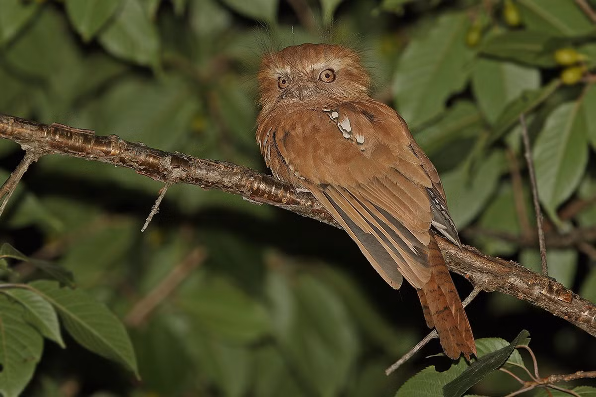 Cú muỗi mỏ quặp đực có mặt lưng hung nâu thẫm có vằn hẹp màu đen nhạt. Đỉnh đầu có vạch và vằn dày nâu đen trong khi ở ngực có vằn ngang đen và hung nâu khá rõ. Ảnh hbw.