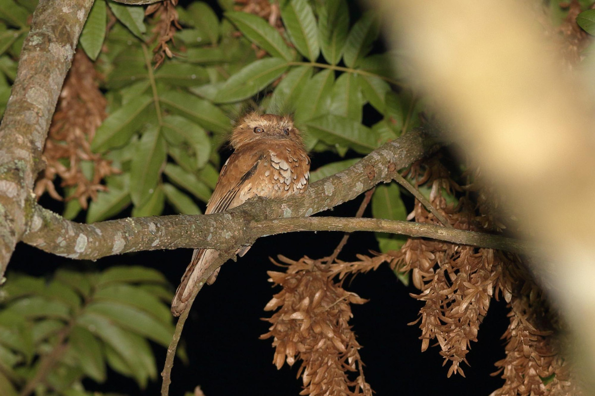 Thức ăn của cú muỗi mỏ quặp chủ yếu là các loài côn trùng và muỗi. Ảnh hbw.