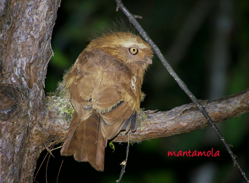 Cú muỗi mỏ quặp đẻ 1 lứa/1 năm, mỗi lứa đẻ từ 1-4 trứng. Ảnh blogspot.