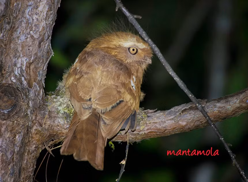 Cú muỗi mỏ quặp đẻ 1 lứa/1 năm, mỗi lứa đẻ từ 1-4 trứng. Ảnh blogspot.