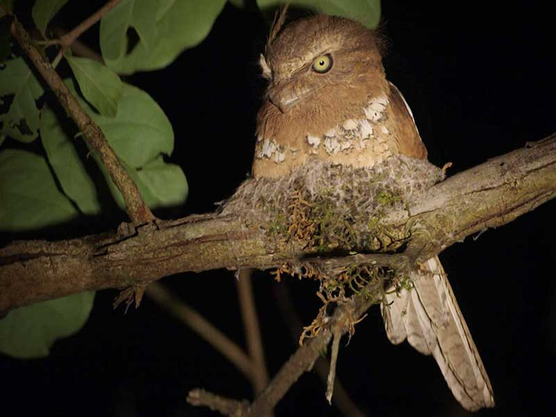 Trên thế giới, cú muỗi mỏ quặp phân bố ở một số nước như Malaysia, Đông nam Thái Lan, Bangladesh, Bhutan, Trung Quốc, Ấn Độ, Lào... Ảnh birdwatchingvietnam.