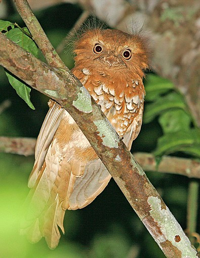 Ở Việt Nam, cú muỗi mỏ quặp phân bố Kontum, Biên Hòa, Thủ Dầu Một và khá phổ biến ở rừng Tây Ninh. Ảnh planetofbirds.