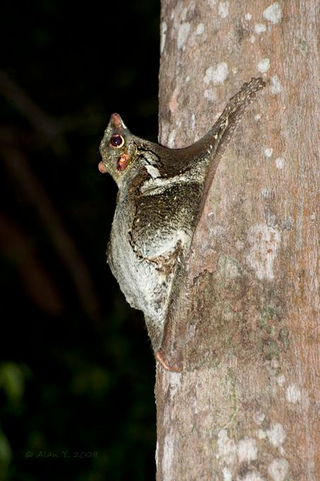  Chồn bay Sunda sinh sống chủ yếu ở khu vực Đông Nam Á như Indonesia, Thái Lan, Malaysia, Campuchia và Việt Nam. Chồn bay Sunda còn được biết đến với các tên gọi khác như chồn bay Malaya, vượn cáo bay Colugo hay đơn giản chỉ là chồn bay. Những gã khổng lồ của rừng xanh này bay từ cây này qua cây khác để săn mồi. Ảnh wikispaces.