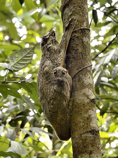 Chồn bay Sunda hiện đã nằm trong Sách Đỏ của Việt Nam. Chúng có đời sống sinh thái, thức ăn và tập tính hoàn toàn khác biệt với các loài vật khác. Nhằm thích nghi với đời sống leo trèo trên cây nên chúng có móng vuốt sắc nhọn để bám chắc vào lớp vỏ cây mỗi khi leo trèo tìm kiếm thức ăn. Ảnh ecologyasia.