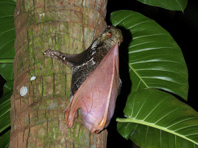 Nó di chuyển từ cây này sang cây khác bằng cách dương màng cánh da lượn trong không trung. Khả năng bay lượn của chúng chủ yếu từ trên cao xuống thấp do vậy mỗi lần chuyền từ cây này qua cây khác chúng phải leo lên vị trí cao nhất của thân cây để “bay”. Ảnh ecologyasia.