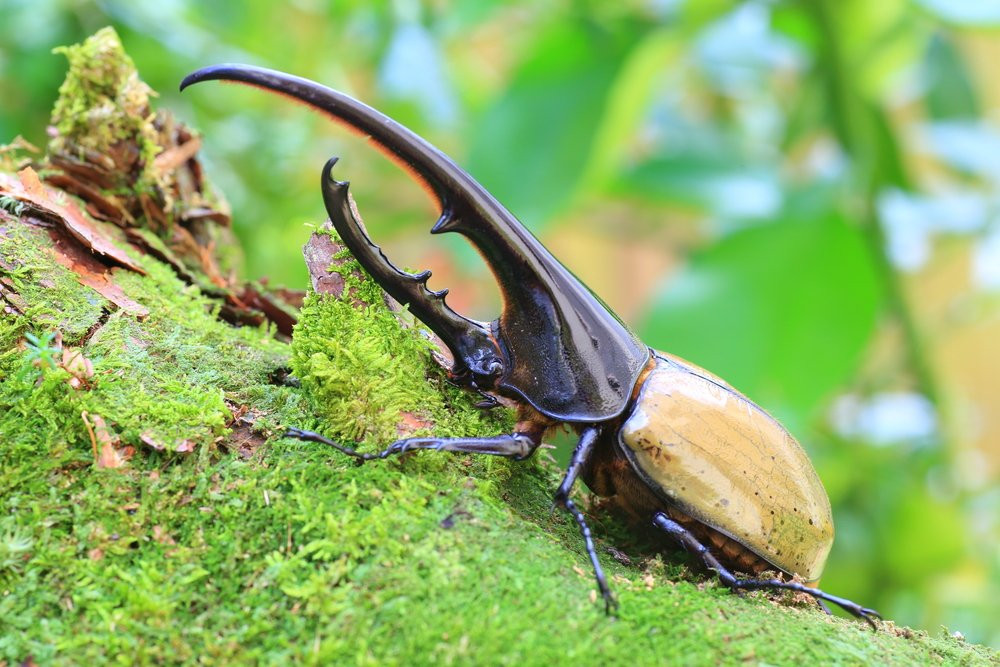 Bọ Héc-quyn có khả năng nâng vật mang trọng lượng nặng gấp 850 lần so với trọng lượng của nó. Ảnh netdna-ssl.