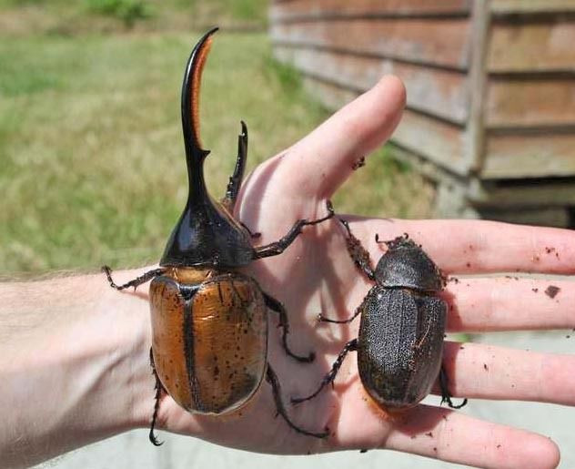 Ngay từ khi còn là ấu trùng, bọ Héc-quyn có thể đạt chiều dài 11cm-15cm và nặng khoảng 140gram. Ảnh ebayimg.