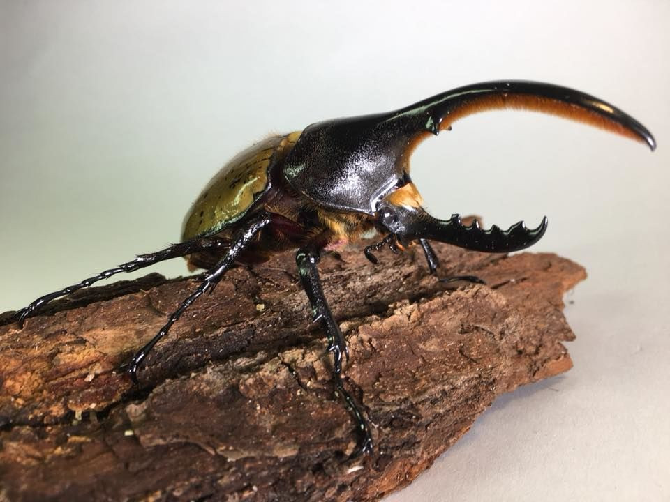 Bọ Héc-quyn là loài bọ cánh cứng dài nhất thế giới với cặp càng siêu dài. Cặp càng này thậm chí đôi khi còn dài hơn cả phần thân của con đực. Ảnh jwwb.