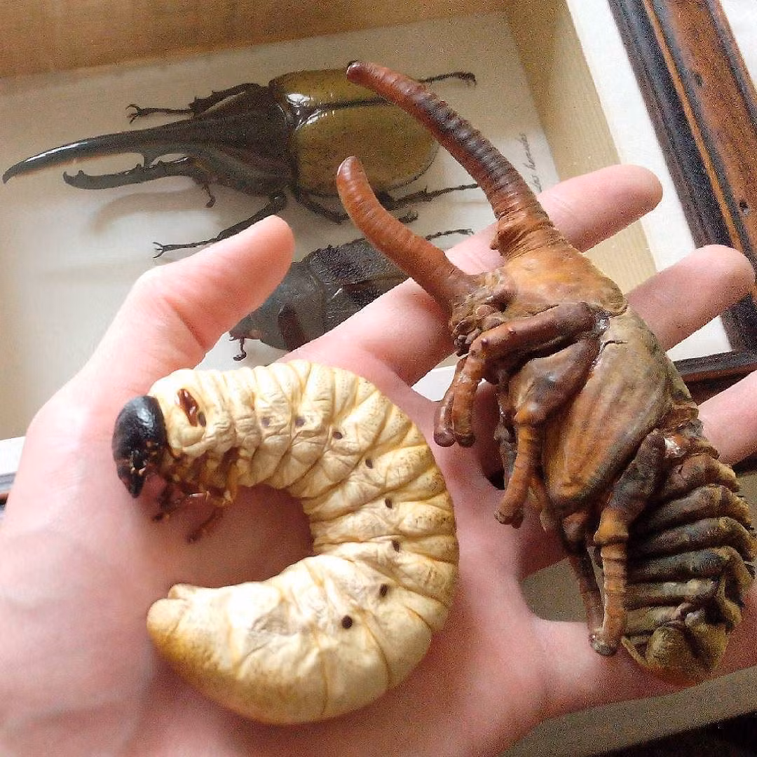 Bọ Héc-quyn cái không có cặp sừng dài như bọ đực nhưng lại có kích thước lớn hơn con đực khá nhiều. Ảnh pinimg.