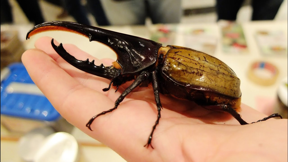 Khi trở thành nhộng, bọ Héc-quyn sẽ tạo một lớp kén và nằm ngủ bên trong đó – giai đoạn này kéo dài gần 2 năm. Ảnh ytimg.