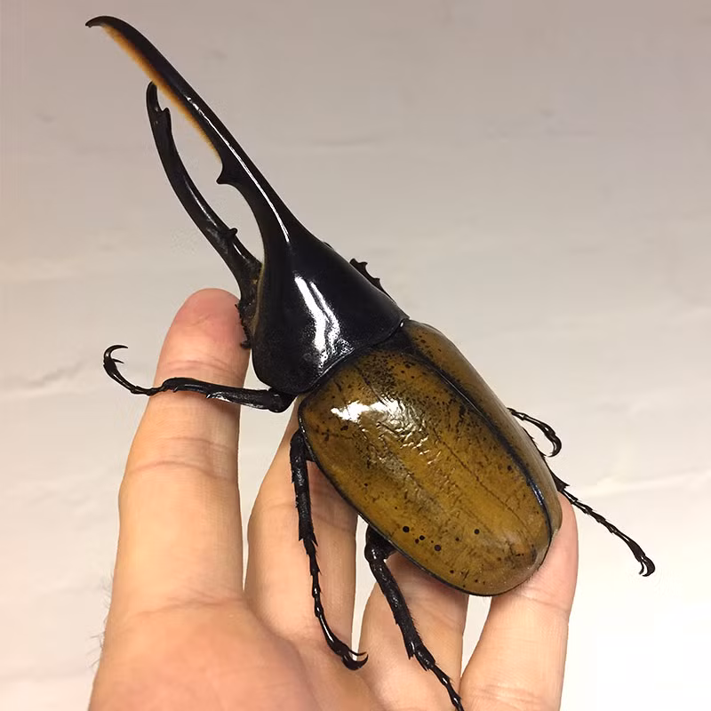  Loài bọ Héc-quyn có tên khoa học là Dynaste hercules. Đây là loài bản địa ở rừng mưa nhiệt đới Trung Mỹ, Nam Mỹ và Tiểu Antilles. Ảnh minibeast.