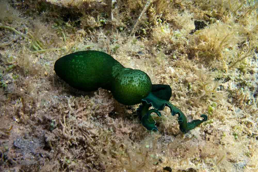 Theo đó, các ấu trùng Bonellia viridis không có màu sắc và chưa có giới tính. Chúng sống tự do, trôi nổi một thời gian dài dưới đáy biển. Ảnh biologiamarina.