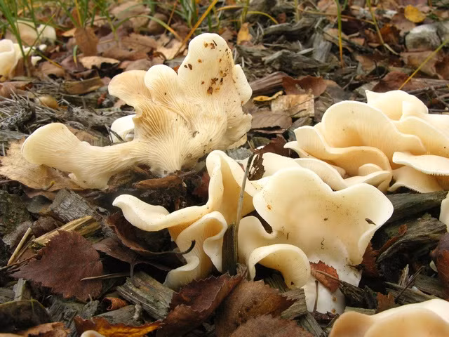 Ít ai nghĩ rằng loài nấm có vẻ ngoài bình thường như những loài nấm ăn được khác lại có thể chứa độc tố kinh khủng đến như vậy. Ảnh biopix.