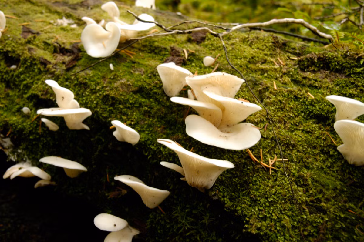 Trước đây, nấm đôi cánh thiên thần đã từng có thời gian được xem là một loại thực phẩm với tên gọi Sugihiratake ở Nhật Bản. Ảnh fungusfair.
