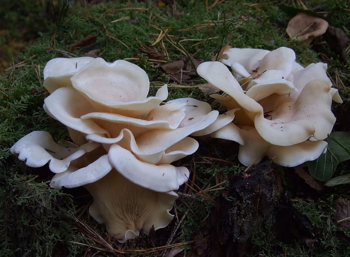 Nấm đôi cánh thiên thần đã từng khiến 17 người trong tổng số 60 Nhật Bản tử vong vì ăn chúng năm 2004. Ảnh stridvall.