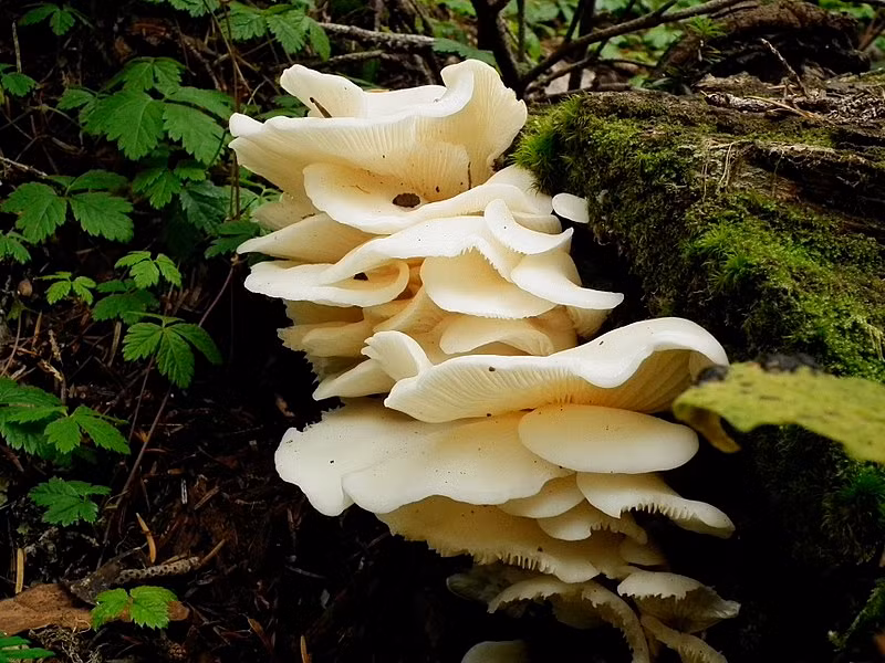 Hiện các nhà khoa học vẫn chưa thể xác định được hết các loại độc tố có trong nấm đôi cánh thiên thần. Ảnh wikimedia.