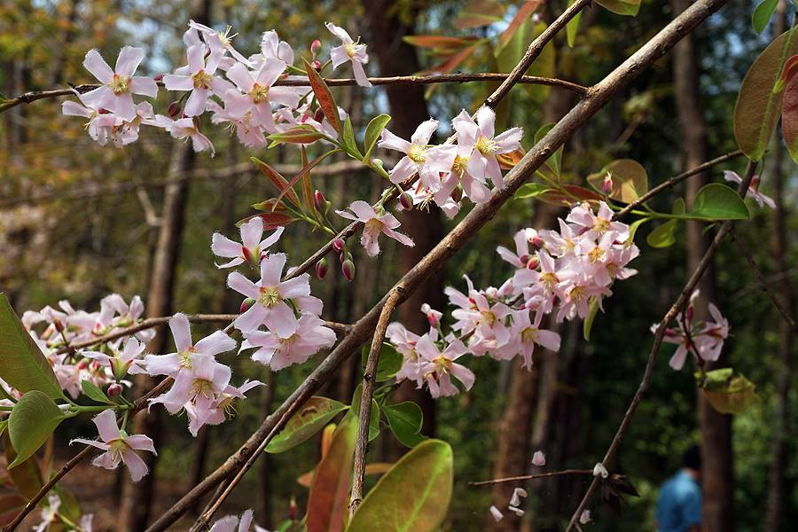 Thậm chí, tại Singapore, thành ngạnh được trồng trên các tuyến đường nhằm giảm hệ quả tiêu cực của quá trình đô thị hóa, đồng thời cải thiện chất lượng cuộc sống, làm đẹp cảnh quan. Ảnh cafenews.