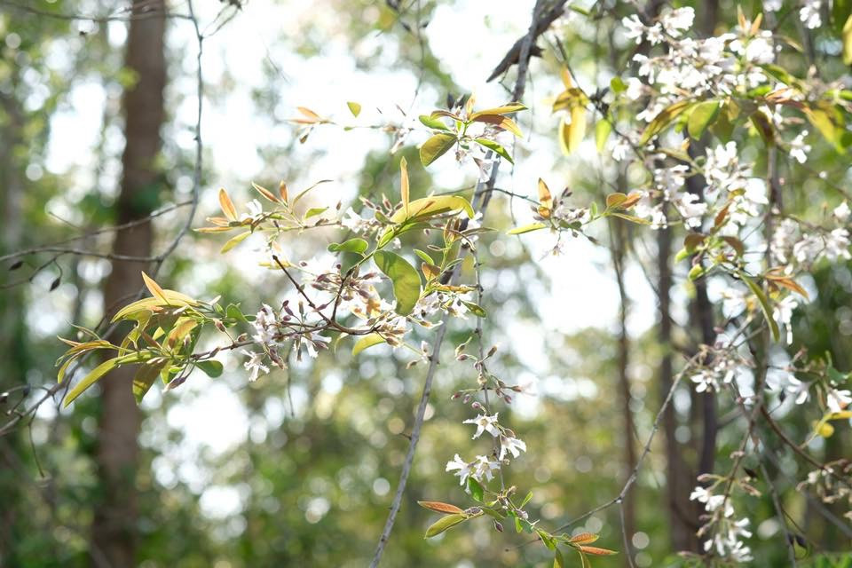 Cây thành ngạnh còn có nhiều tác dụng chữa bệnh như giúp điều trị bệnh xơ vữa động mạch, làm hạ men gan, chống lão hóa da... Ảnh blogspot.