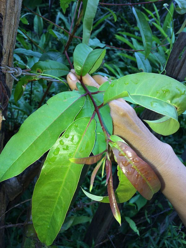 Lá non của cây thành ngạnh được dùng thay trà nên gọi là hoàng ngưu trà. Ảnh ydvn.