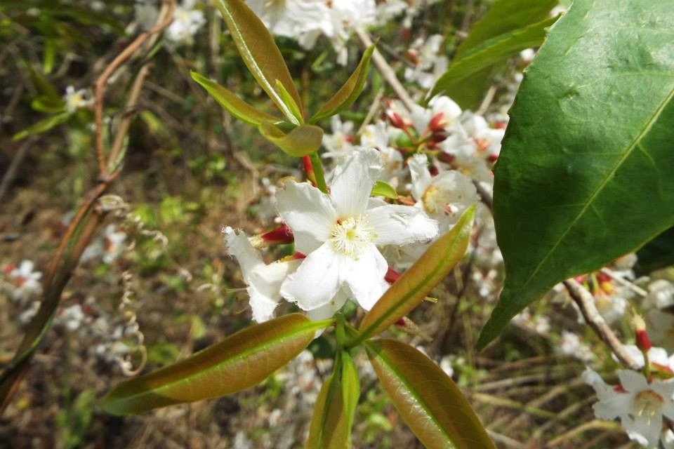 Trên thế giới, cây thành ngạnh mọc nhiều ở Nam Trung Quốc, Malayxia, Singapore và các nước khác. Ảnh botanyvn.