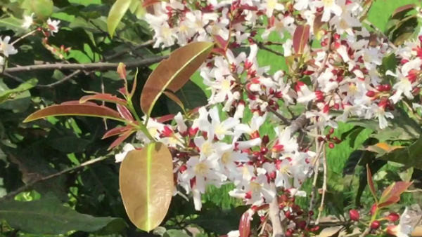 Ở Việt Nam, cây thành ngạnh mọc nhiều ở các tỉnh miền núi, đặc biệt là vùng miền núi phía Bắc như Hòa Bình, Lai Châu, Vĩnh Phúc, Phú Thọ, Sơn La… Ảnh giadinhkhoeaz.