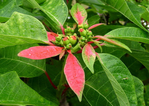 Người dân địa phương thường thu hái cây thành ngạnh về pha nước uống và làm thuốc. Đặc biệt thành ngạnh tươi có thể ủ phơi khô dùng dần. Ảnh namlimxanh.